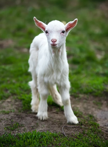 stock image The small goat