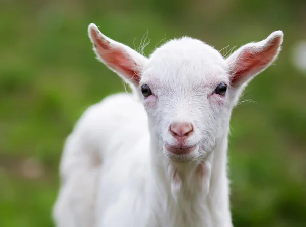 La cabra pequeña — Foto de Stock