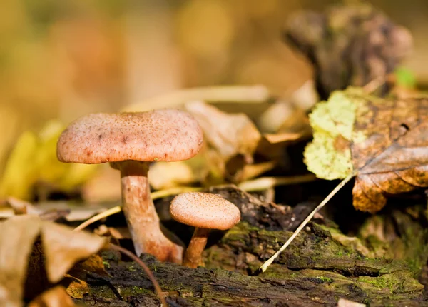 stock image Mushrooms