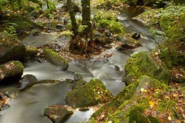 sonbahar brook