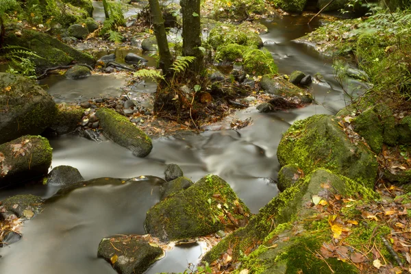 Stock image Autumn Brook