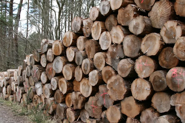 stock image Timber