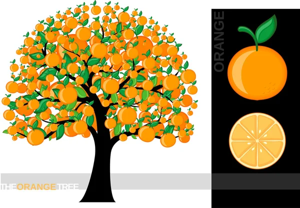 Иллюстрация мультяшного апельсинового дерева на белом фоне — стоковый вектор