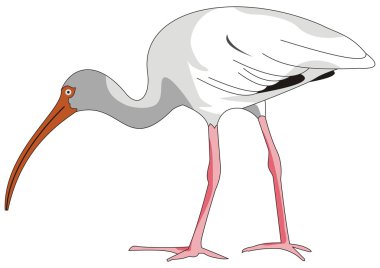 Ibis bird clipart