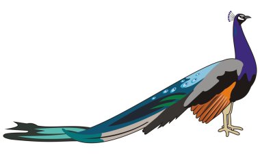 Peacock clipart