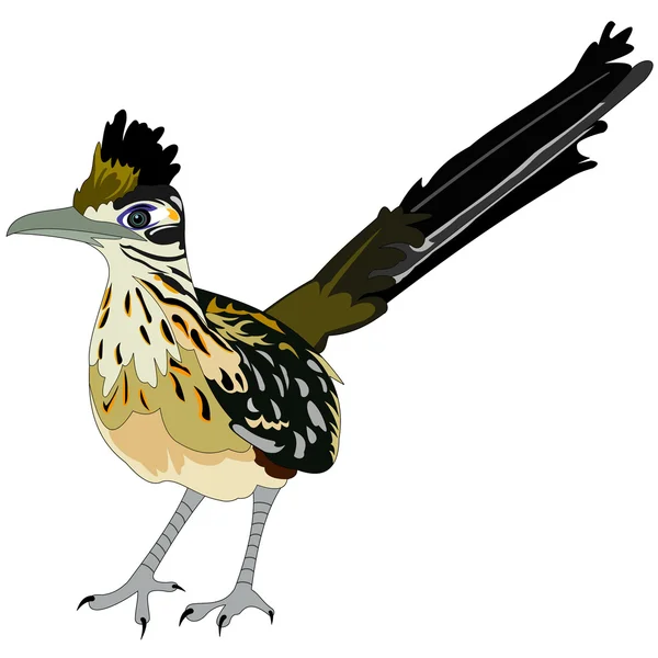 Більший roadrunner птах — стоковий вектор