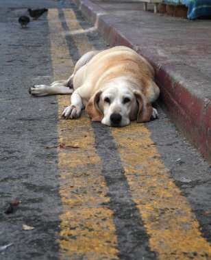 Sweet and sad abandoned dog looking at camera