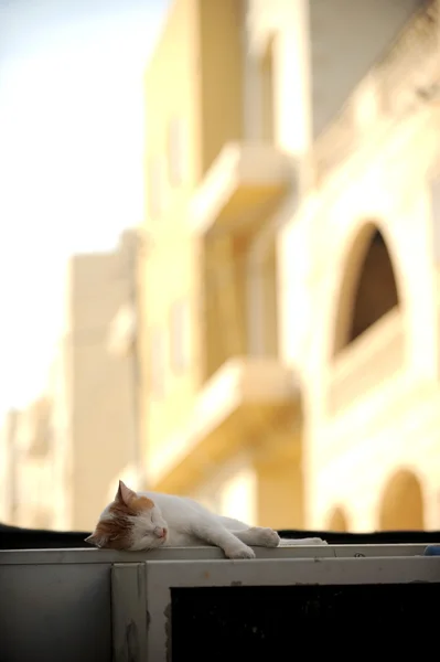 Sleeping cat with buildings in the background — Stock Photo, Image