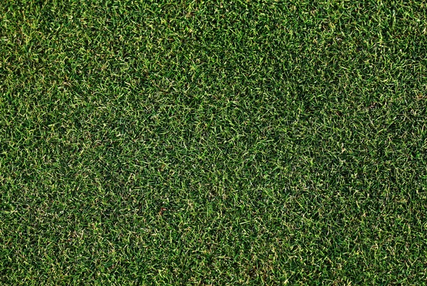 Golf green — Stock Photo, Image
