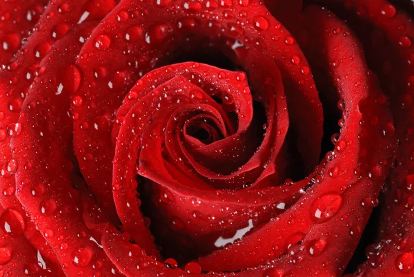 stock image Red rose in water drops