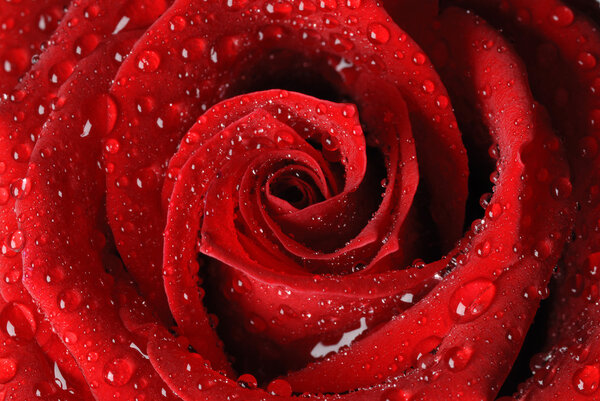 Red rose in water drops