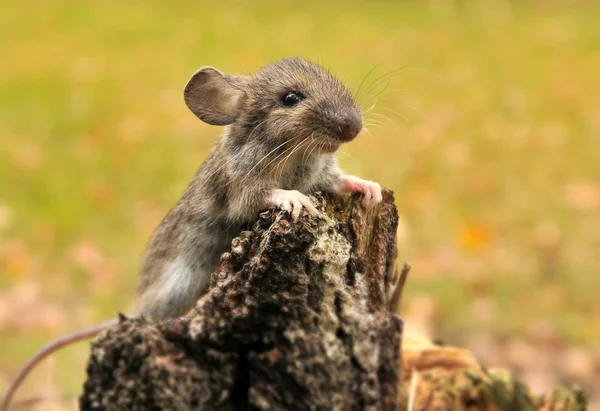 stock image Little mouse