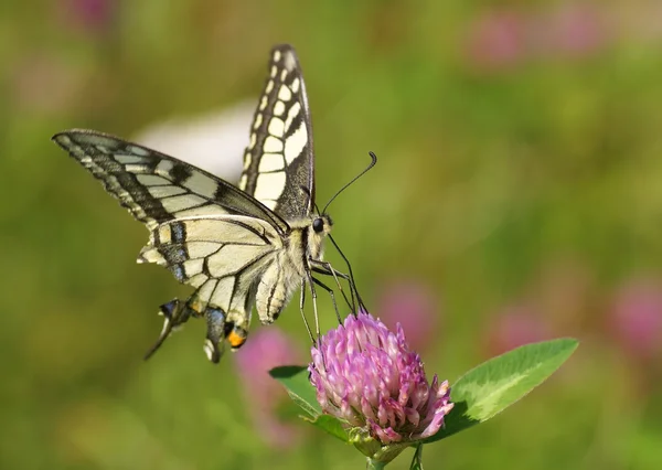 stock image Butterfly