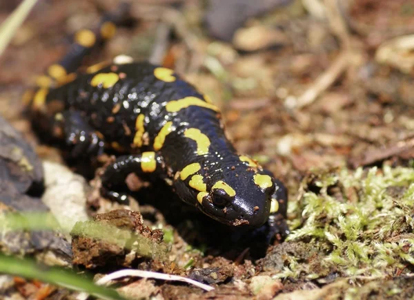 Salamandra salamandra — Stok Foto