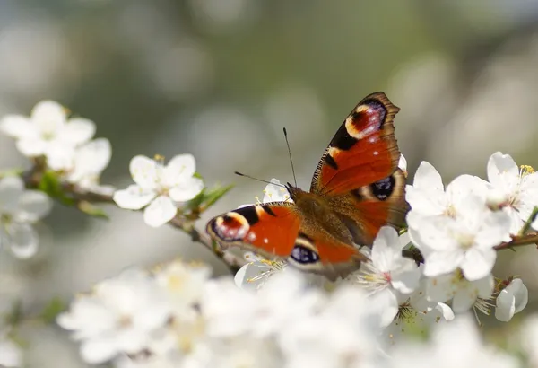 stock image Butterfly