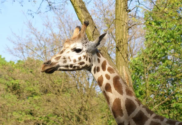 stock image Head of giraffe