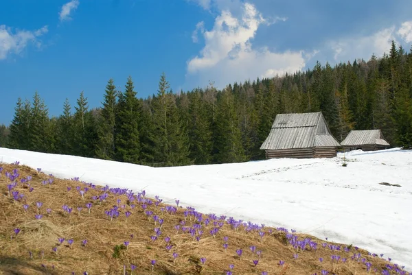 Våren i bergen — Stockfoto