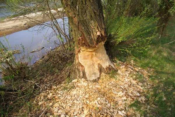 Poškozený strom — Stock fotografie