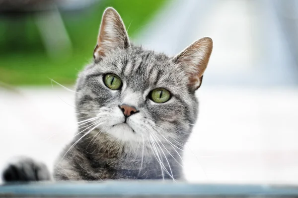 Кот за окном Стоковое Фото