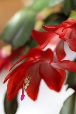 Christmas cactus clipart