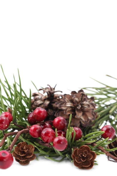 Cone and berry Christmas border — Stock Photo, Image