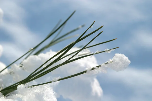松の木の針で雪が降る — ストック写真