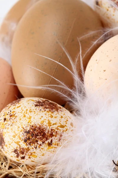 Huevos y plumas de Pascua marrón — Foto de Stock