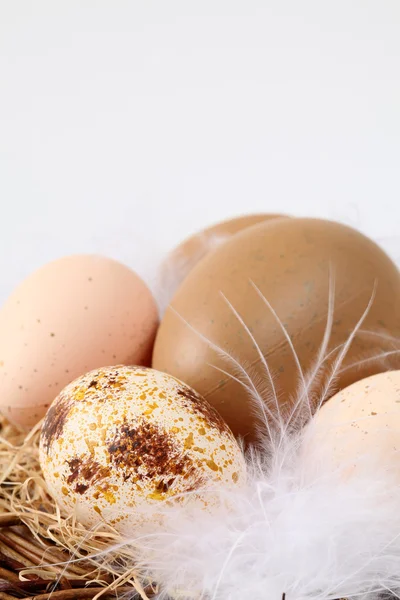 Huevos y plumas de Pascua marrones en un nido —  Fotos de Stock