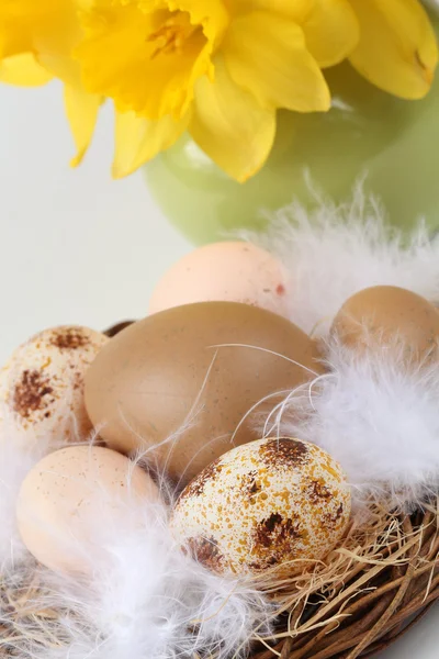 Brązowy jaja wielkanocne — Zdjęcie stockowe