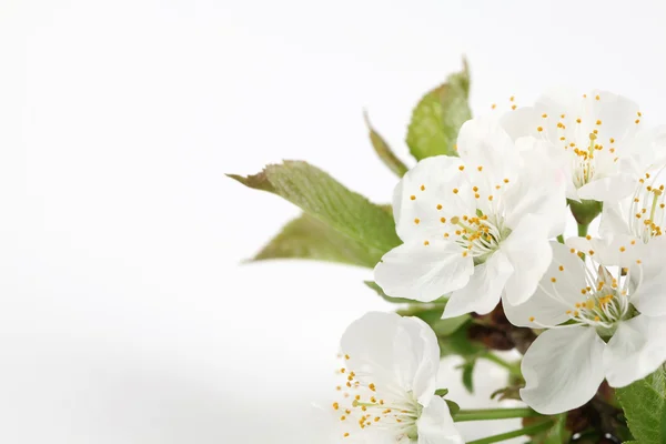 Kwiaty wiśni — Zdjęcie stockowe