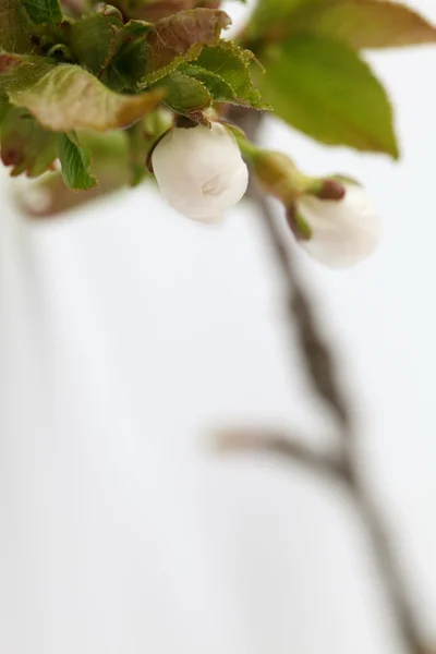 Cherry buds — Stock Photo, Image