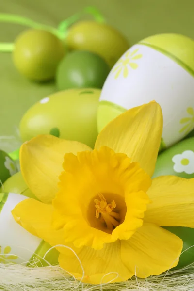 Daffodil and green Easter eggs — Stock Photo, Image