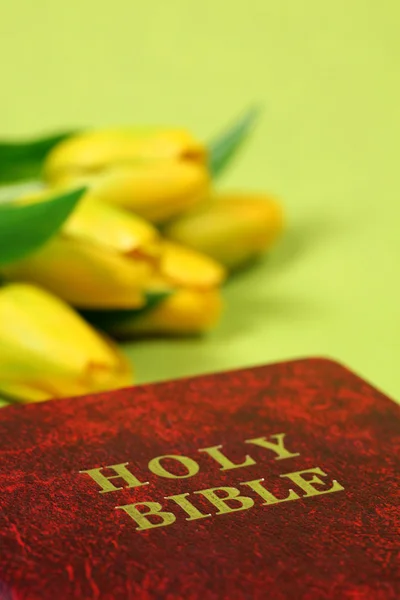 Heilige bilbe en gele tulpen — Stockfoto