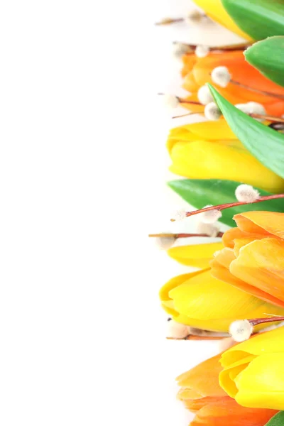Orange och gula tulpaner gränsen — Stockfoto