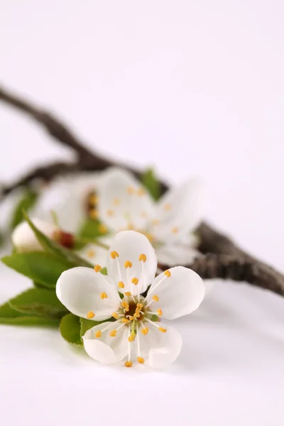 Mirabelle blossoms — Stock Photo, Image