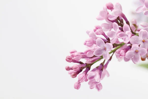 Фіолетовий Бузок — стокове фото