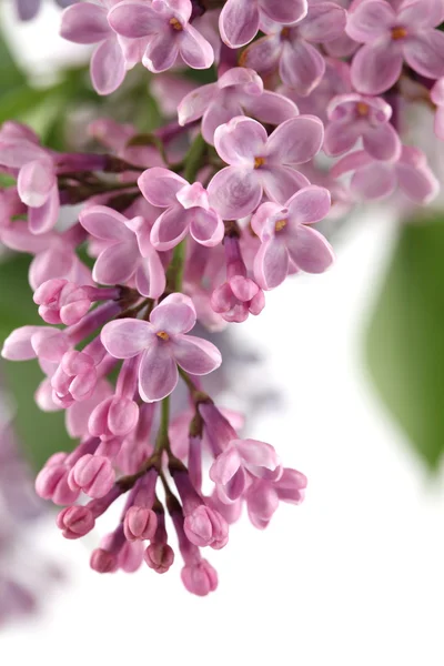 Pink lilac — Stock Photo, Image