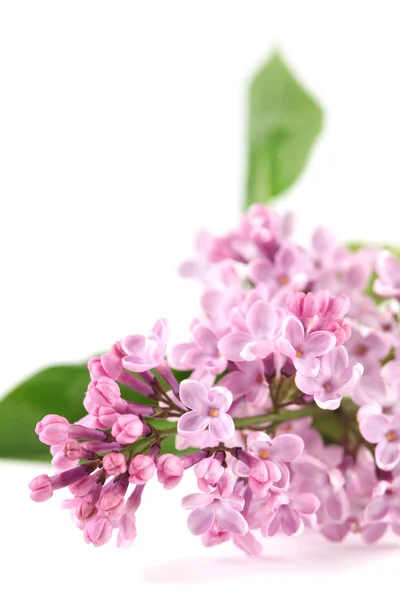 Lilak fioletowy — Zdjęcie stockowe