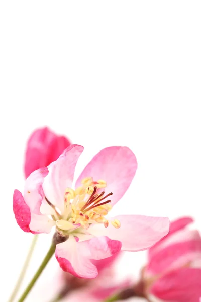 Pink spring blossom — Stock Photo, Image