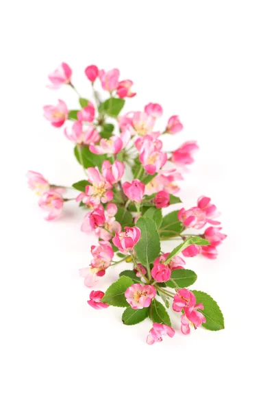 Růžová jarní květy — Stock fotografie