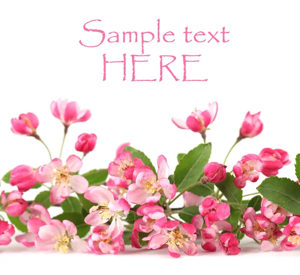 stock image Pink spring flower border