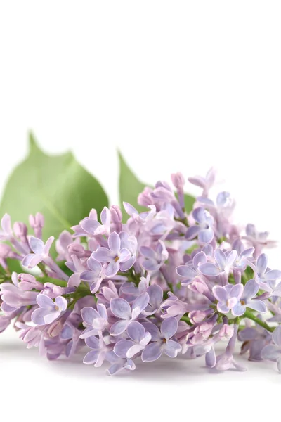 紫蓝色丁香 — 图库照片