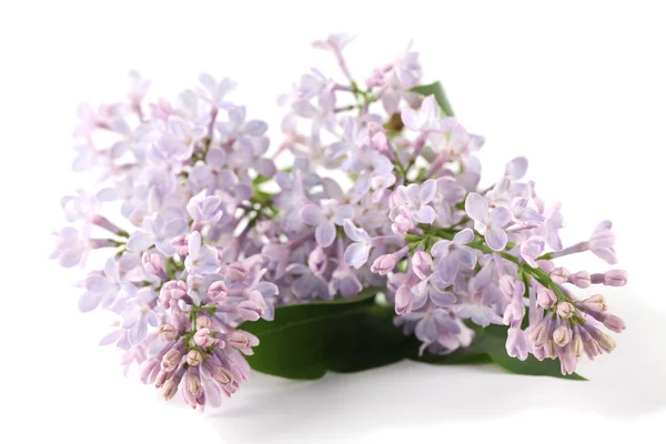 Purple-blue lilac — Stock Photo, Image