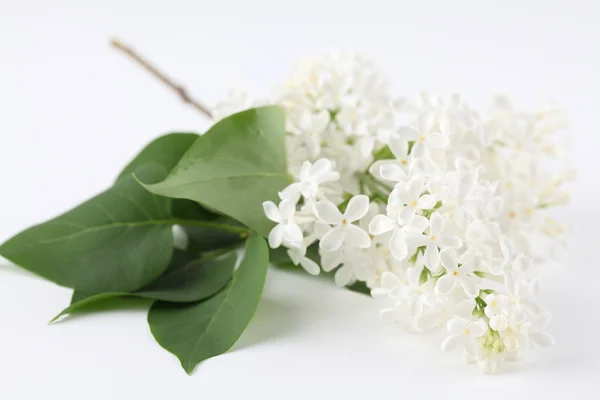 White lilac — Stock Photo, Image