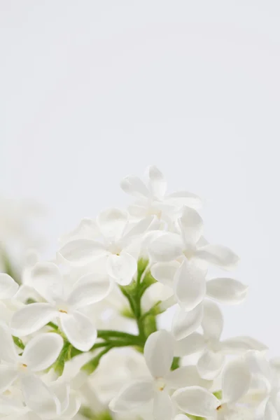 Lila blanca —  Fotos de Stock