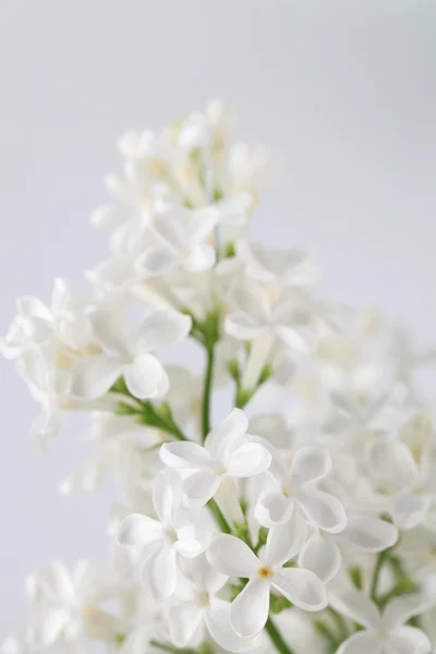 Lila blanca —  Fotos de Stock