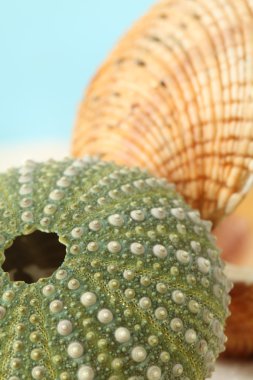 Green sea urchin and clam shell clipart