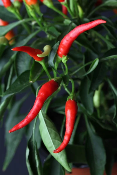 Chilipeppar växt — Stockfoto