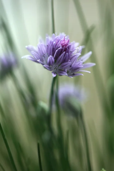 stock image Chive blossom