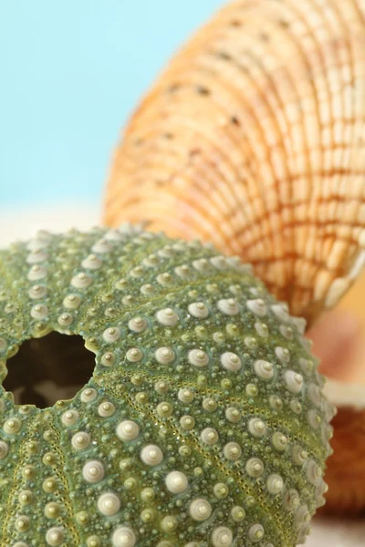 Grüner Seeigel und Muschelschale — Stockfoto
